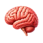 cerveau